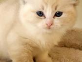 Ragdoll katytė ir katinėlis - nuotraukos Nr. 3