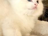 Ragdoll katytė ir katinėlis - nuotraukos Nr. 4