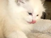 Ragdoll katytė ir katinėlis - nuotraukos Nr. 6