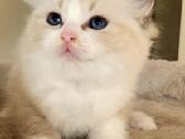Ragdoll katytė ir katinėlis - nuotraukos Nr. 5