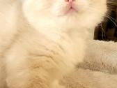 Ragdoll katytė ir katinėlis - nuotraukos Nr. 7