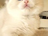Ragdoll katytė ir katinėlis - nuotraukos Nr. 9