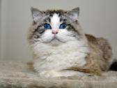 Ragdoll katytė ir katinėlis - nuotraukos Nr. 10