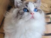 Ragdoll katytė ir katinėlis - nuotraukos Nr. 12