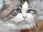 Ragdoll katytė ir katinėlis - nuotraukos Nr. 13
