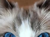 Ragdoll katytė ir katinėlis - nuotraukos Nr. 15