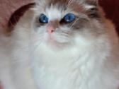 Ragdoll katytė ir katinėlis - nuotraukos Nr. 14
