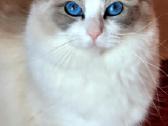 Ragdoll katytė ir katinėlis - nuotraukos Nr. 16