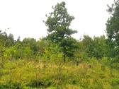 1,7972 ha sklypas Matakienių k., Švenčionių r. - nuotraukos Nr. 4