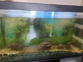 Akvariumas 300l - nuotraukos Nr. 2