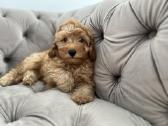 Cavapoo f1b - nuotraukos Nr. 2
