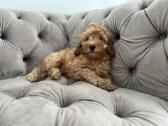 Cavapoo f1b - nuotraukos Nr. 3