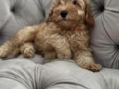 Cavapoo f1b - nuotraukos Nr. 4