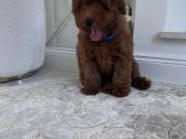 Cavapoo f1b - nuotraukos Nr. 2