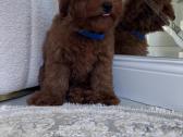 Cavapoo f1b - nuotraukos Nr. 3