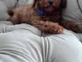 Cavapoo f1b - nuotraukos Nr. 4