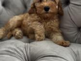 Cavapoo f1b - nuotraukos Nr. 5