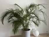 Kambarinės gėlės Palmė, Ficus, Monstera - nuotraukos Nr. 2