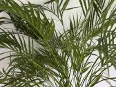 Kambarinės gėlės Palmė, Ficus, Monstera - nuotraukos Nr. 3
