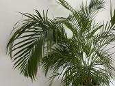 Kambarinės gėlės Palmė, Ficus, Monstera - nuotraukos Nr. 4