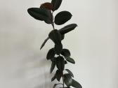 Kambarinės gėlės Palmė, Ficus, Monstera - nuotraukos Nr. 6