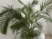 Kambarinės gėlės Palmė, Ficus, Monstera - nuotraukos Nr. 5