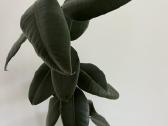 Kambarinės gėlės Palmė, Ficus, Monstera - nuotraukos Nr. 8