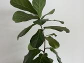 Kambarinės gėlės Palmė, Ficus, Monstera - nuotraukos Nr. 12