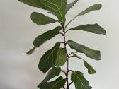 Kambarinės gėlės Palmė, Ficus, Monstera - nuotraukos Nr. 13