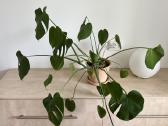 Kambarinės gėlės Palmė, Ficus, Monstera - nuotraukos Nr. 19
