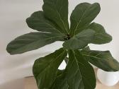 Kambarinės gėlės Palmė, Ficus, Monstera - nuotraukos Nr. 14