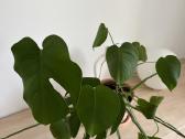 Kambarinės gėlės Palmė, Ficus, Monstera - nuotraukos Nr. 20
