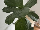Kambarinės gėlės Palmė, Ficus, Monstera - nuotraukos Nr. 15