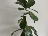 Kambarinės gėlės Palmė, Ficus, Monstera - nuotraukos Nr. 16