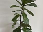Kambarinės gėlės Palmė, Ficus, Monstera - nuotraukos Nr. 17