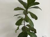 Kambarinės gėlės Palmė, Ficus, Monstera - nuotraukos Nr. 18
