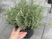 Vešlūs levandų sodinukai auginti 3l vazonuose - nuotraukos Nr. 5