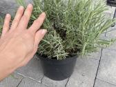 Vešlūs levandų sodinukai auginti 3l vazonuose - nuotraukos Nr. 6