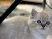 Kilmingi Ragdoll kačiukai - nuotraukos Nr. 8