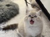 Kilmingi Ragdoll kačiukai - nuotraukos Nr. 9
