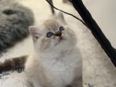 Kilmingi Ragdoll kačiukai - nuotraukos Nr. 10