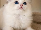 Ragdoll katytė ir katinėlis - nuotraukos Nr. 8