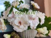 Pelargonija - nuotraukos Nr. 2