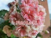 Pelargonija - nuotraukos Nr. 3