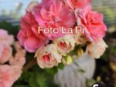 Pelargonija - nuotraukos Nr. 6