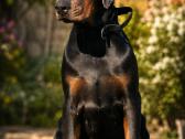 Doberman