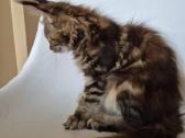 Mainecoon female f22 - nuotraukos Nr. 2