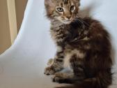 Mainecoon female f22 - nuotraukos Nr. 3