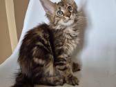 Mainecoon female f22 - nuotraukos Nr. 4