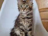 Mainecoon female f22 - nuotraukos Nr. 5